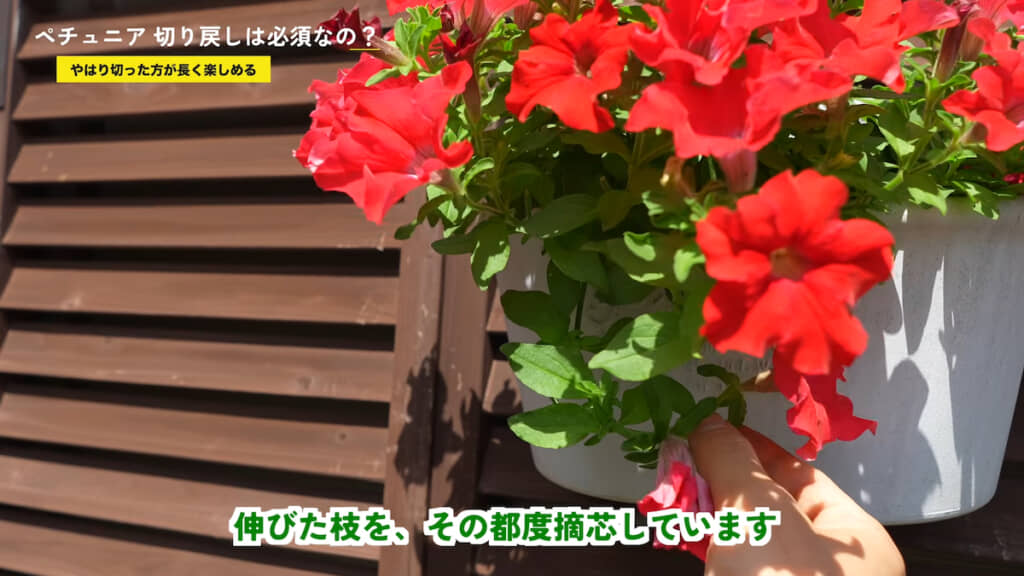 横に伸びる「サフィニア PREMIUM」のレッドは切り戻しを行っていない
