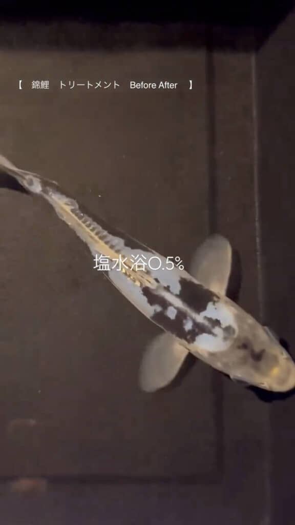 黒の模様が美しい九紋竜