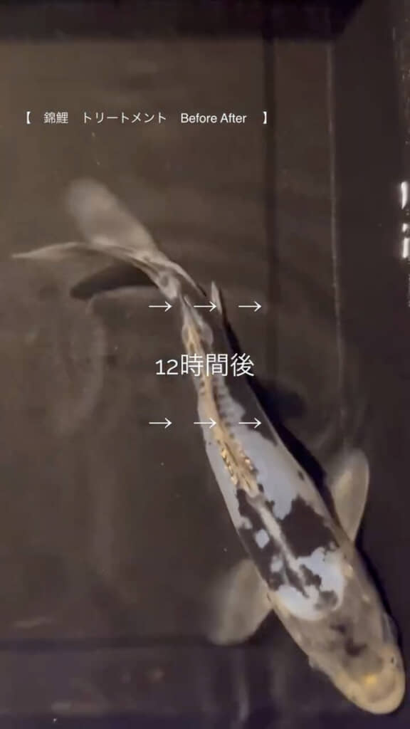 約12時間後……