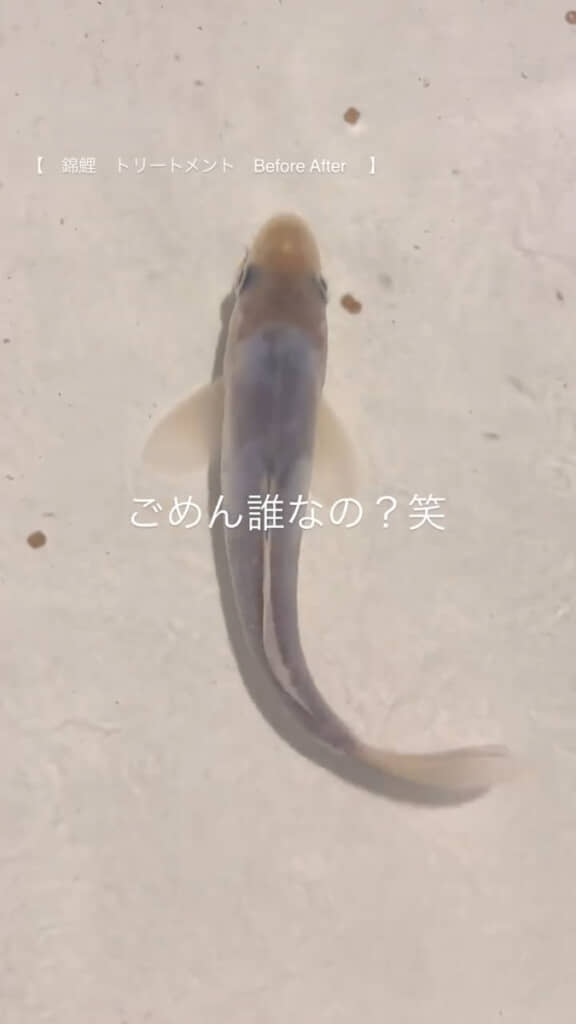 真っ白な姿に!