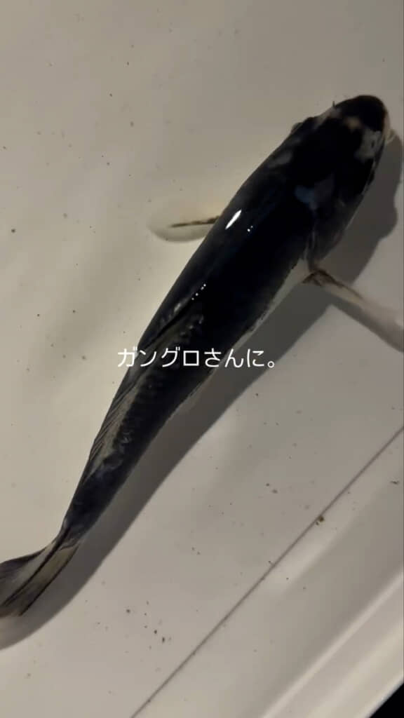 まさかの黒に変化