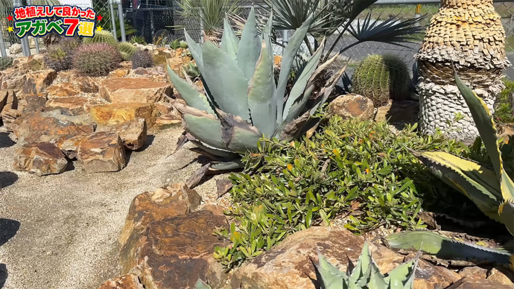 植えてよかったアガベ7選を紹介してくれます