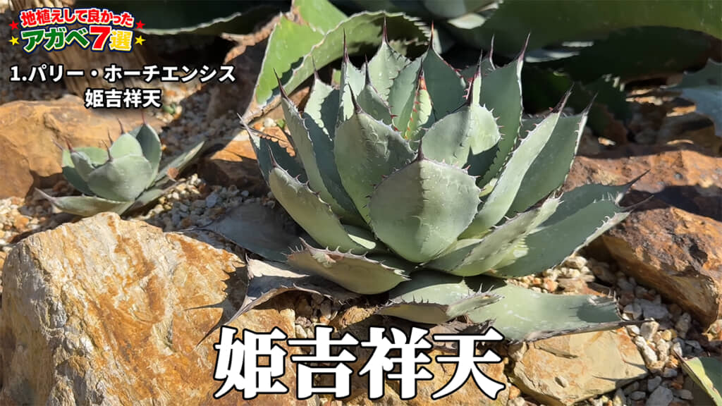 トップバッターは「パリー・ホーチエンシス 姫吉祥天」