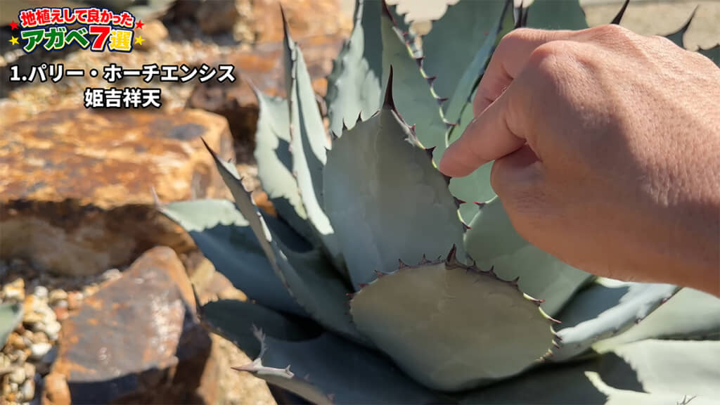 こちらが「吉祥天」