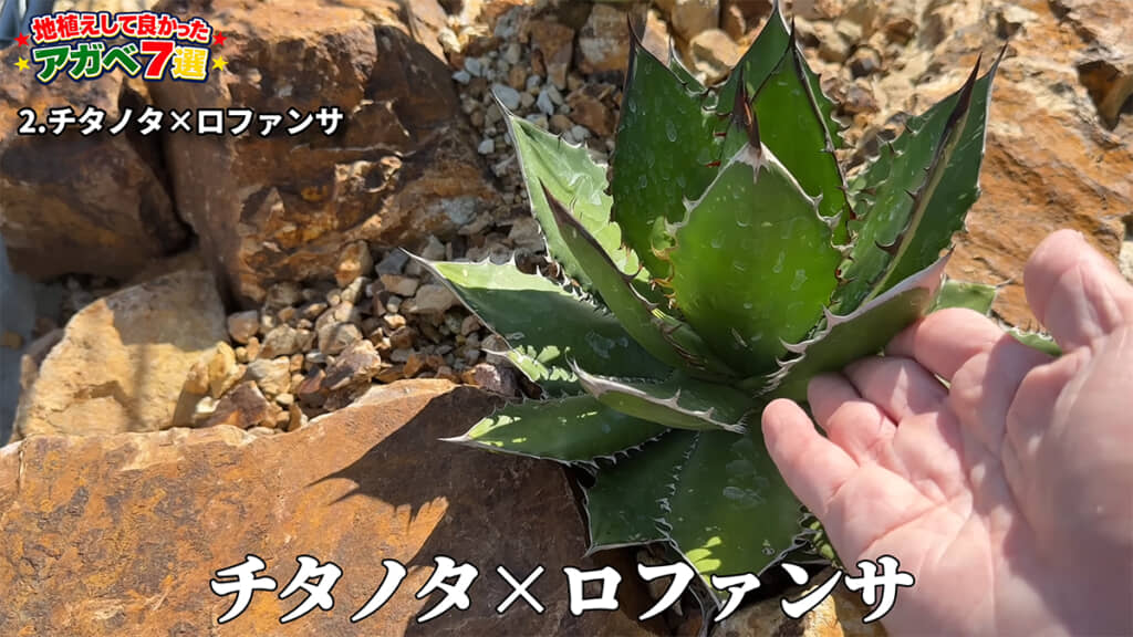 2品種目はコンパクトで使いやすい「チタノタ×ロファンサ」のハイブリッド