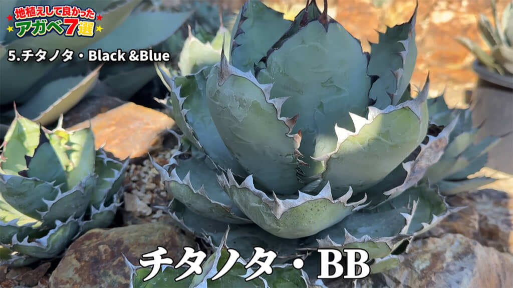5品種目は「チタノタ・Black&Blue」