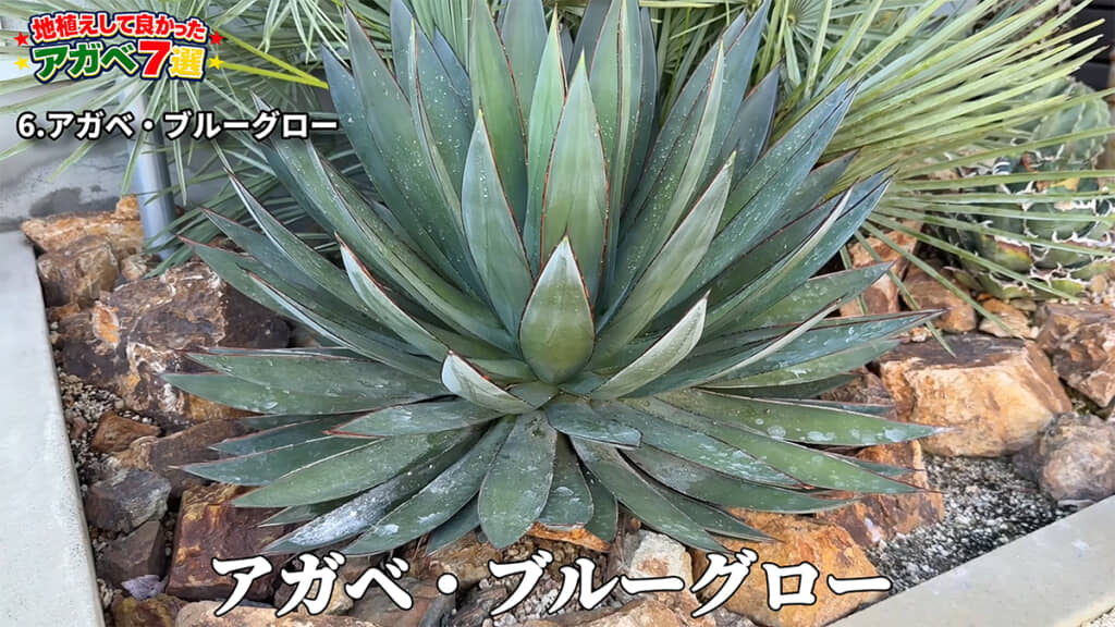 6品種目は超王道の「アガベ・ブルーグロー」
