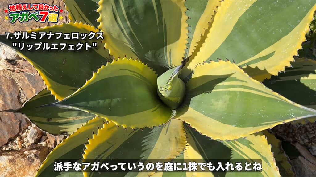 上から見ても美しいです