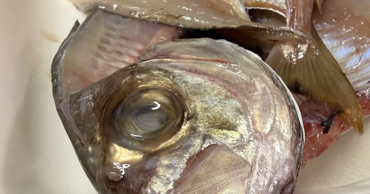 ママが鯛を焼こうと、口の中を見たら……　「ぎゃあーーーー」まさかの光景に「なんかいる」「どーしたらいいの私」投稿者に話を聞いた（1/3） | その他生き物 ねとらぼ