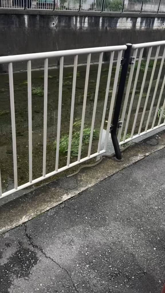 道端に縄が落ちているような……