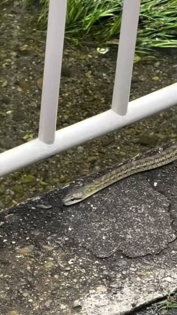 寄って見ると明らかにヘビ