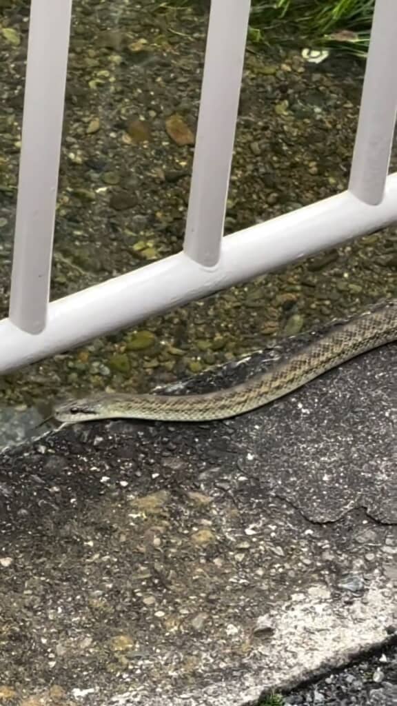 水飲みに来たの?