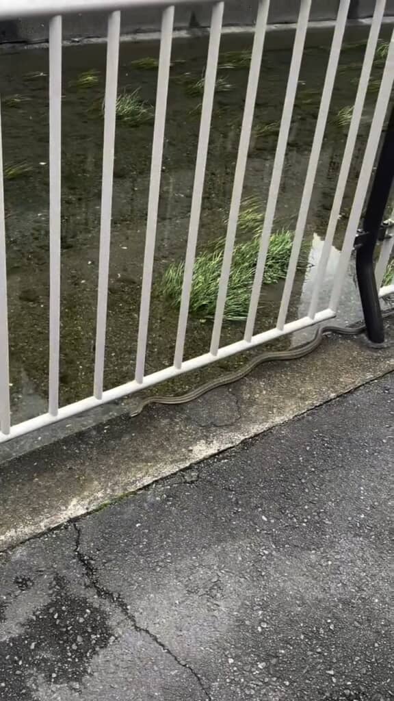あらためて見るとけっこうな長さ