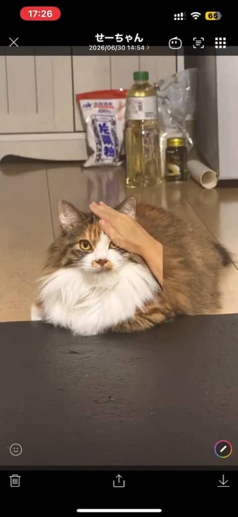 まさかのバーチャルナデナデ
