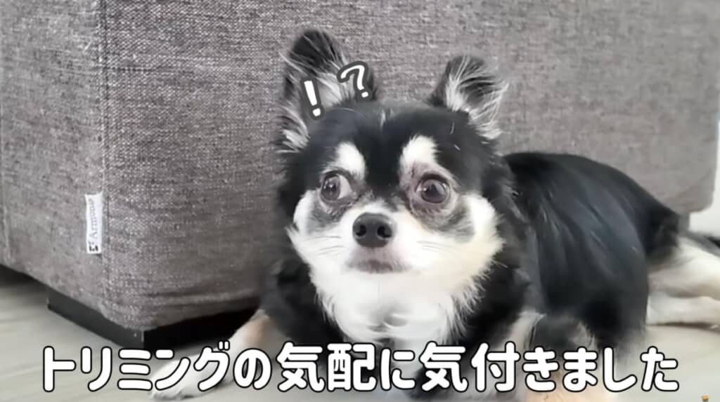 トリミングの気配を察知