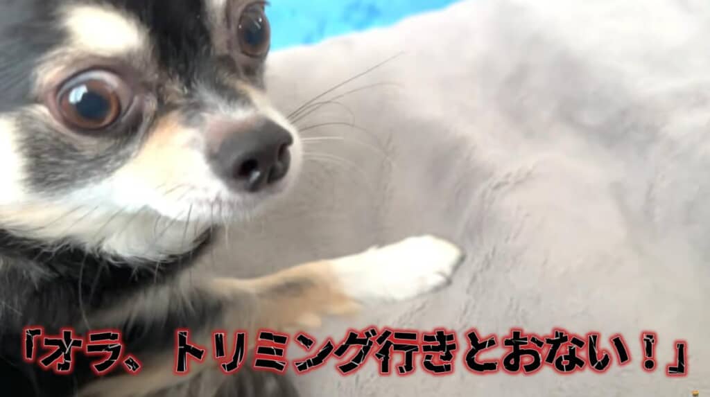 パパさんに「トリミング行きとうない!」と訴えます