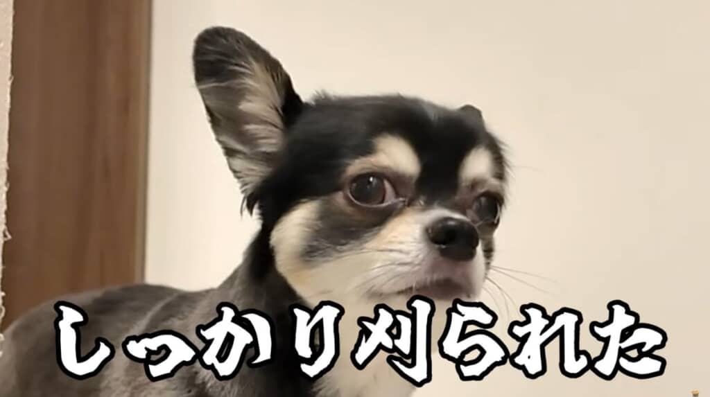 願いは虚しくしっかり刈られたごまじろーくん