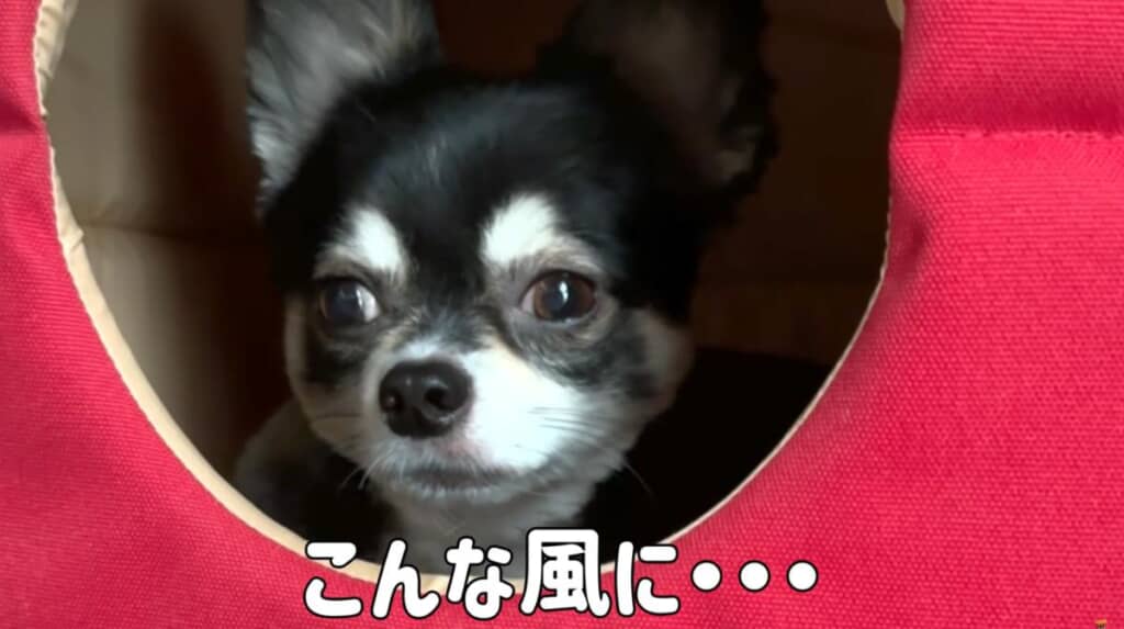 拗ねて引きこもり中
