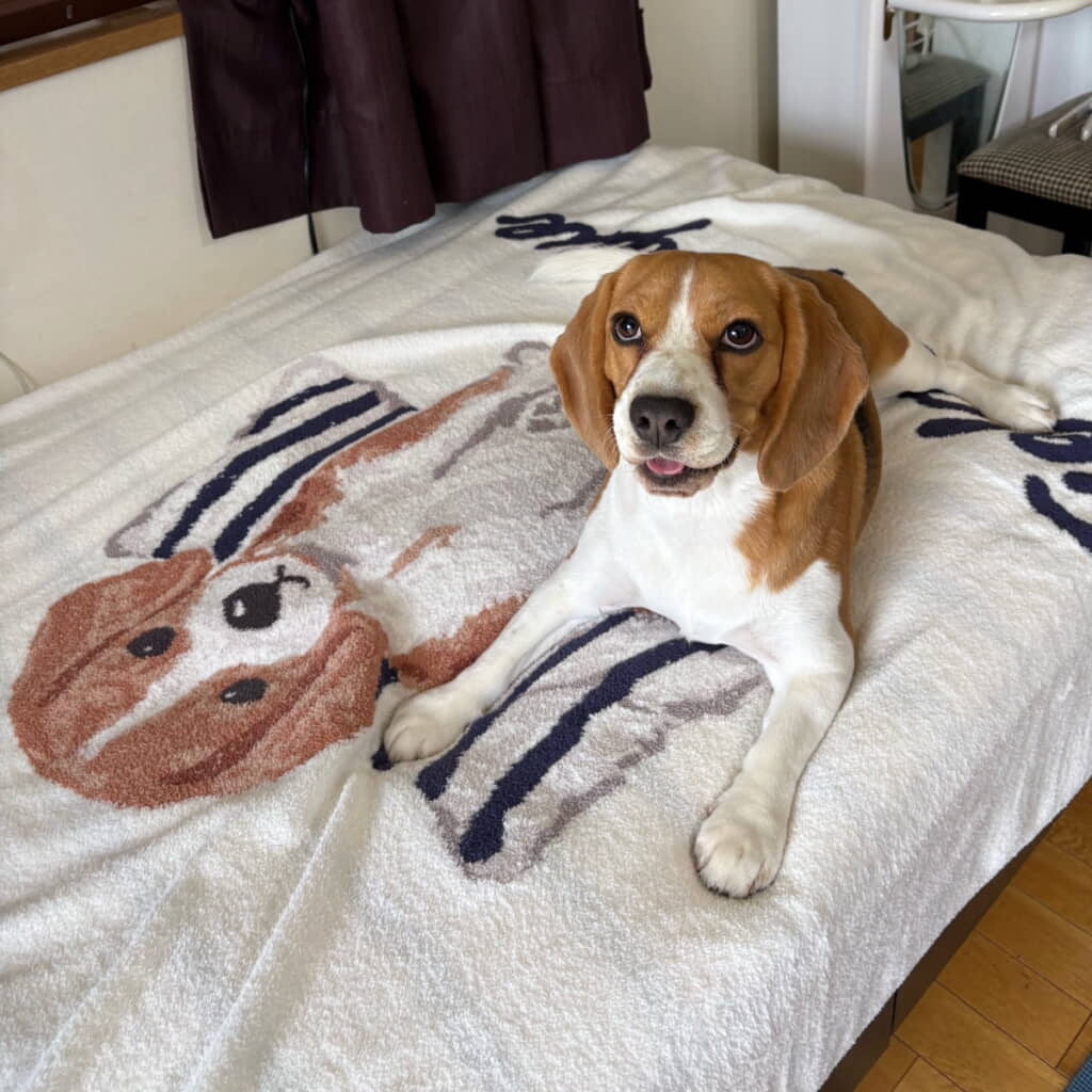 そっくりワンコプリントの上にかわいいふてちゃんが!