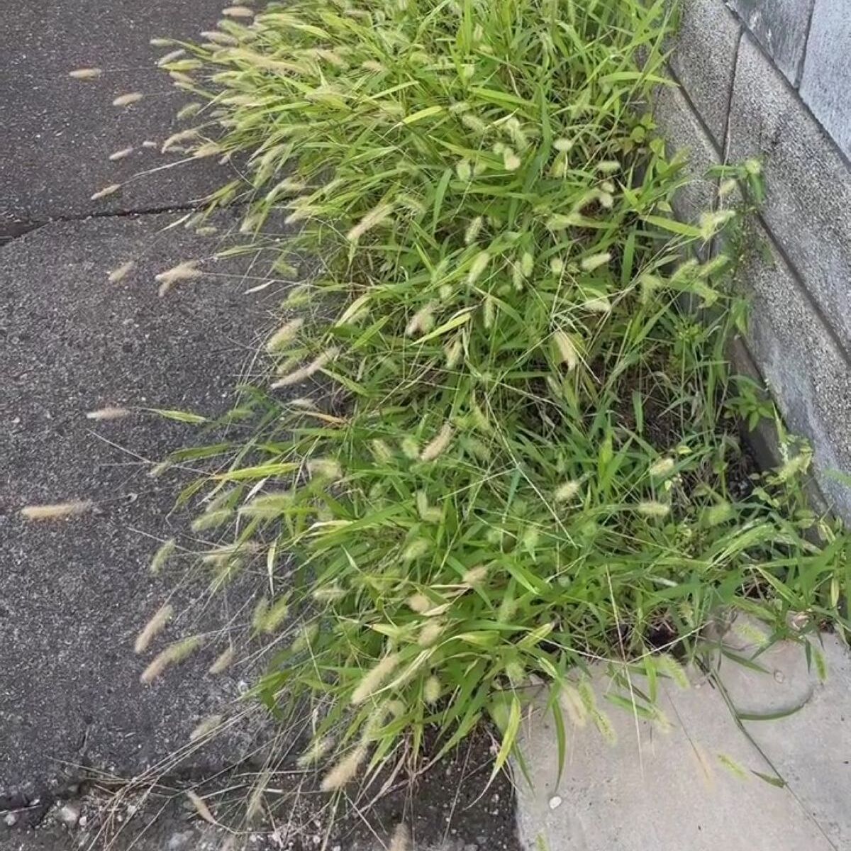 雑草対策で観葉植物を植えたら、2カ月後…… 驚きの光景に「そんなデカくなるんですか!」「私も真似してみよう」(1/3) | ライフスタイル ねとらぼ