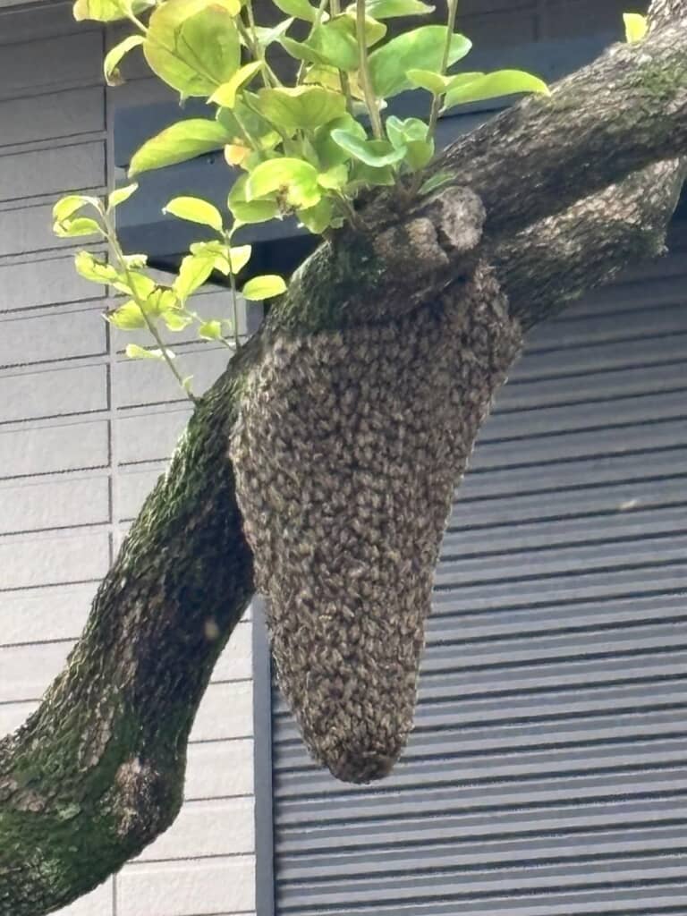 木にできた大きくて茶色いコブのような物体