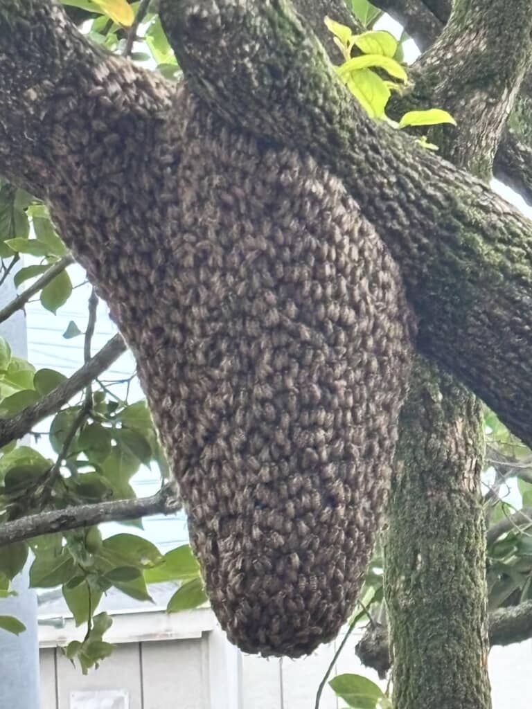 分蜂中のミツバチ