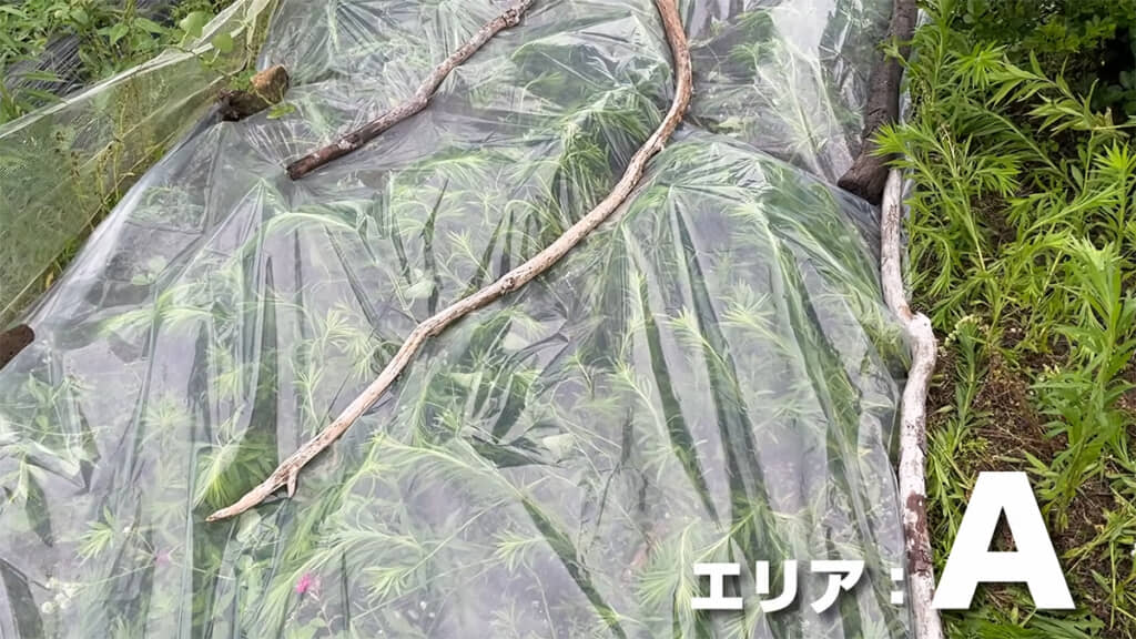踏み倒した雑草の上にビニールと重しを乗せました