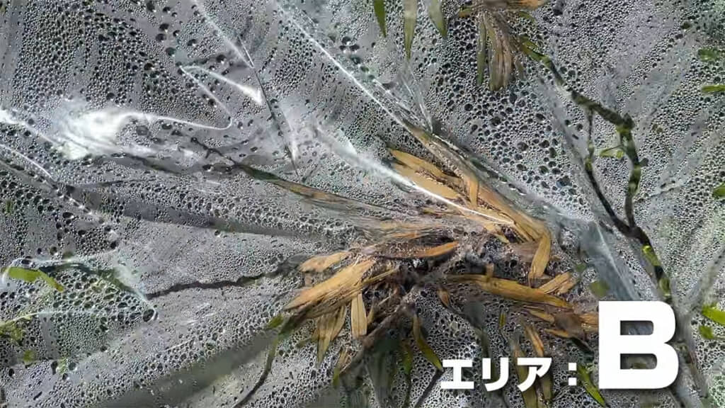 エリアBの雑草が茶色く変色しています