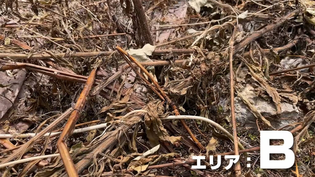 エリアBの雑草はかなり枯れてきています