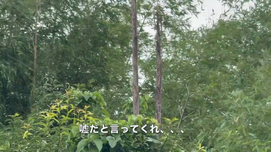 成長が早い竹だけに気づいたときにはこの高さまで伸びていました