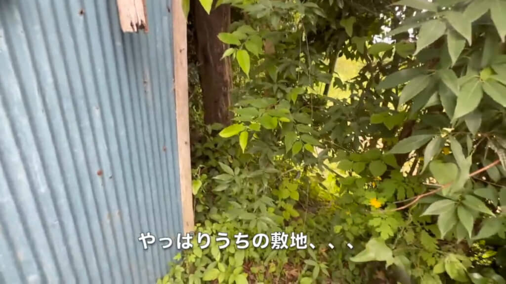 近くまで見に行くと、数本の竹が敷地内に生えていました