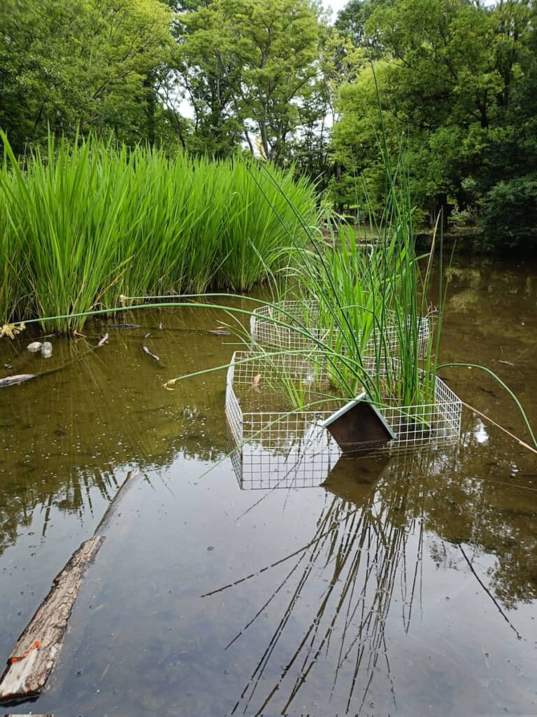 100均の網で植物を囲むだけで、池の自然が復活！