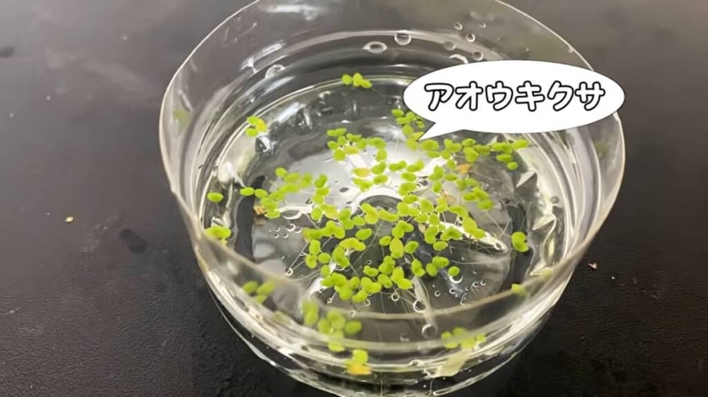 水面を漂うアオウキクサ