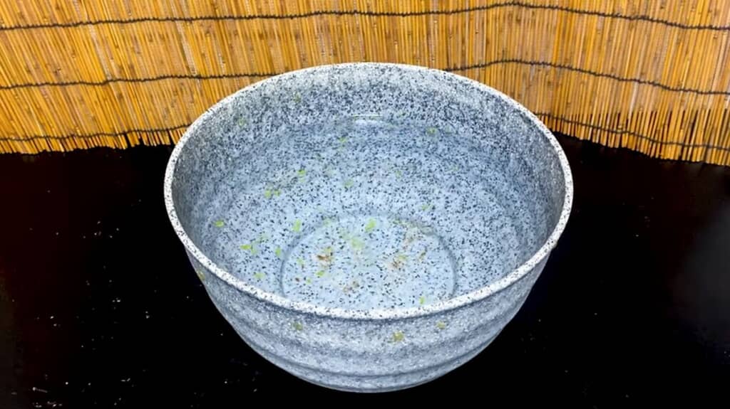 睡蓮鉢に入れた少量のアオウキクサ