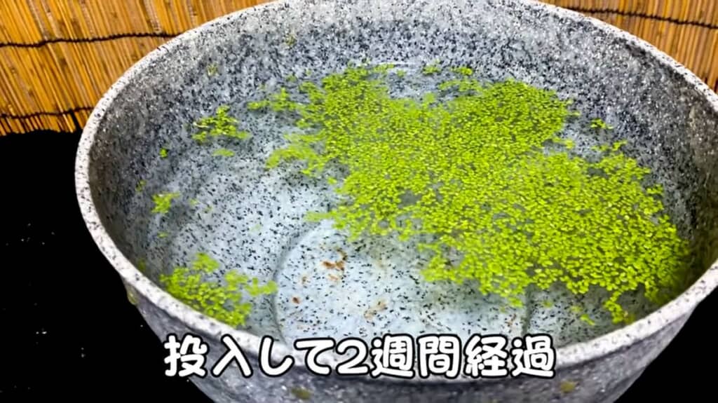 開始から2週間後のアオウキクサに半分覆われた睡蓮鉢の水面