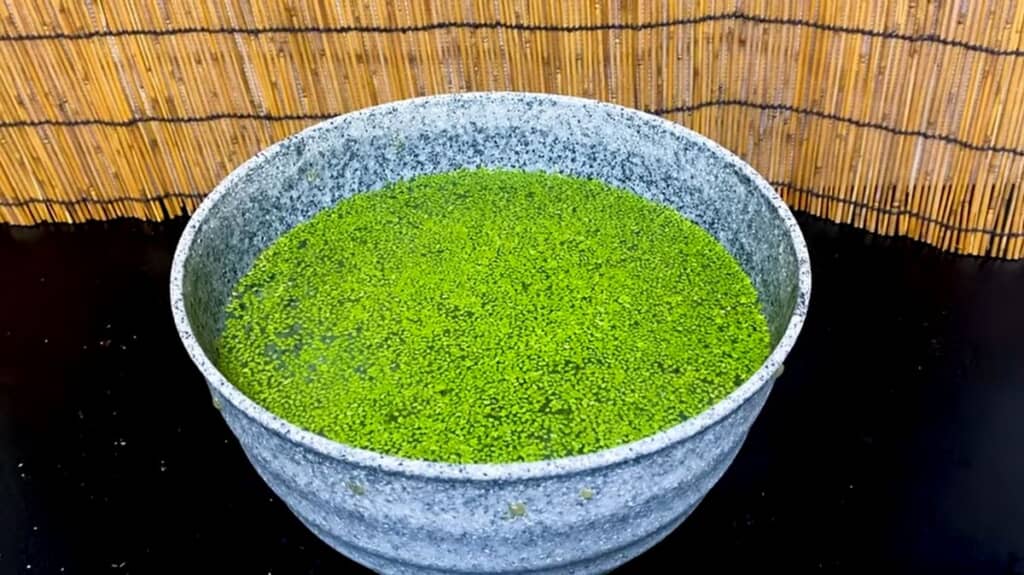 2週間と5日でアオウキクサにほとんど覆われた睡蓮鉢の水面