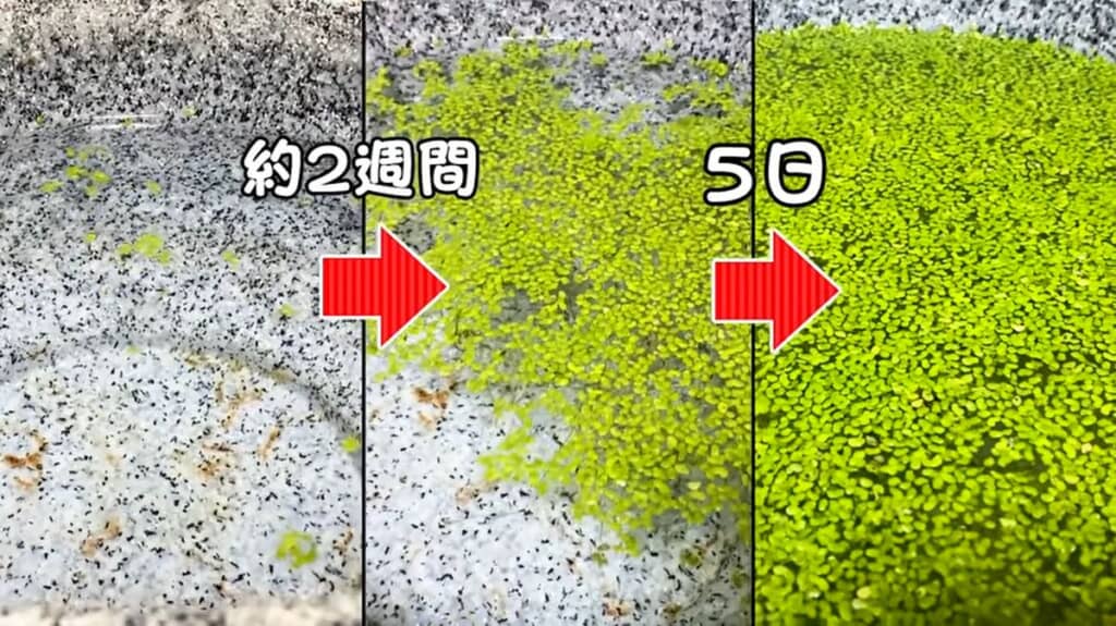 開始当初と2週間後、さらにその5日後を比較した画像