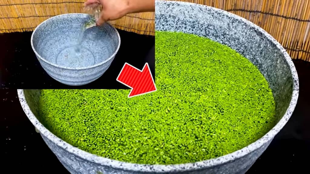 約3週間でアオウキクサに覆い尽くされた睡蓮鉢の水面