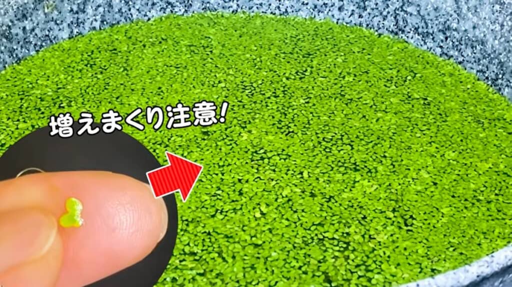 小さいけれど増え方が容赦ないアオウキクサ