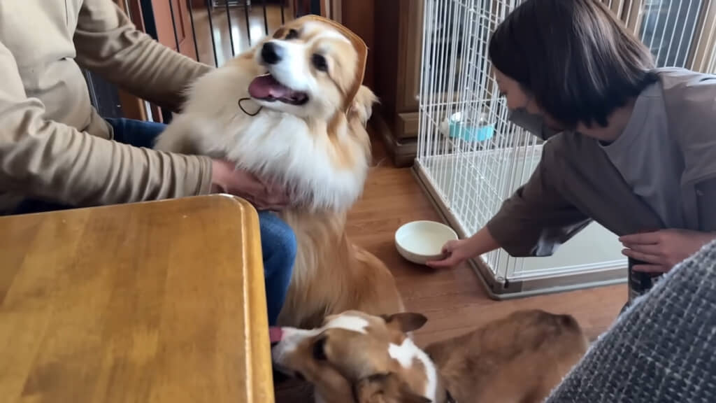 おじいちゃん大好きな兄弟犬