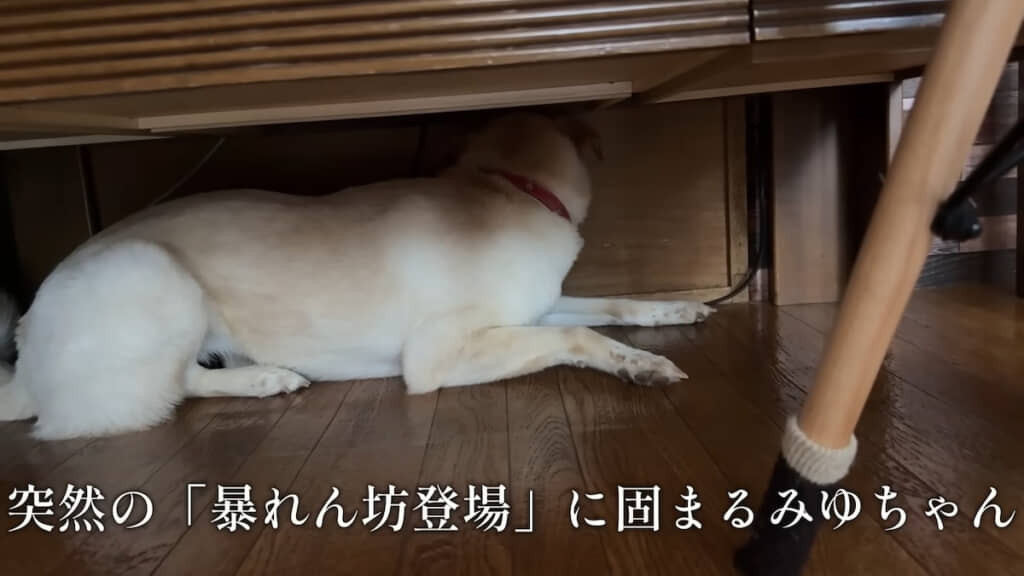 テーブルから出てこないみゆちゃん