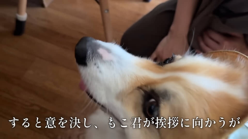 みゆちゃんにあいさつしようとするもこすけくん