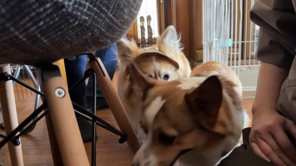 兄・もこすけくんにうながされ、あいさつへ向かうりくまるくん