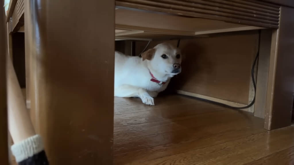 ついに出てこなかったみゆちゃん