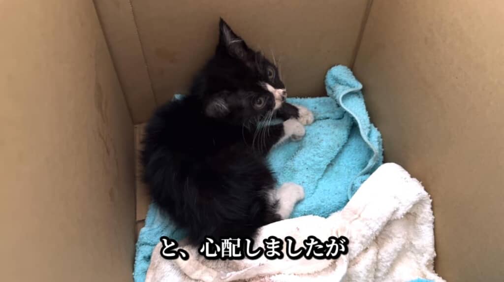家の前で倒れていた子猫