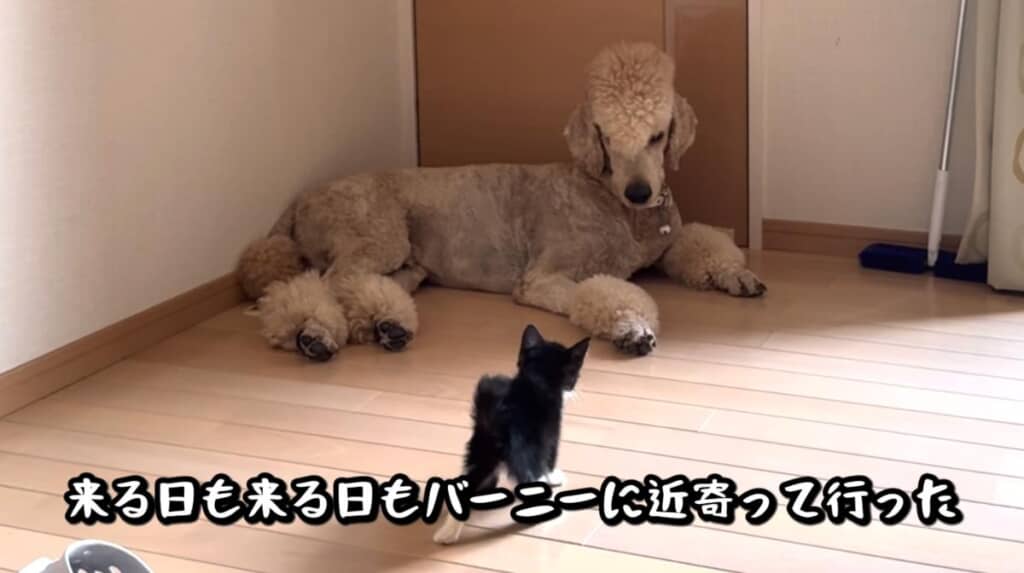 クロちゃんが人生の先輩として選んだのは……まさかのバーニーくん