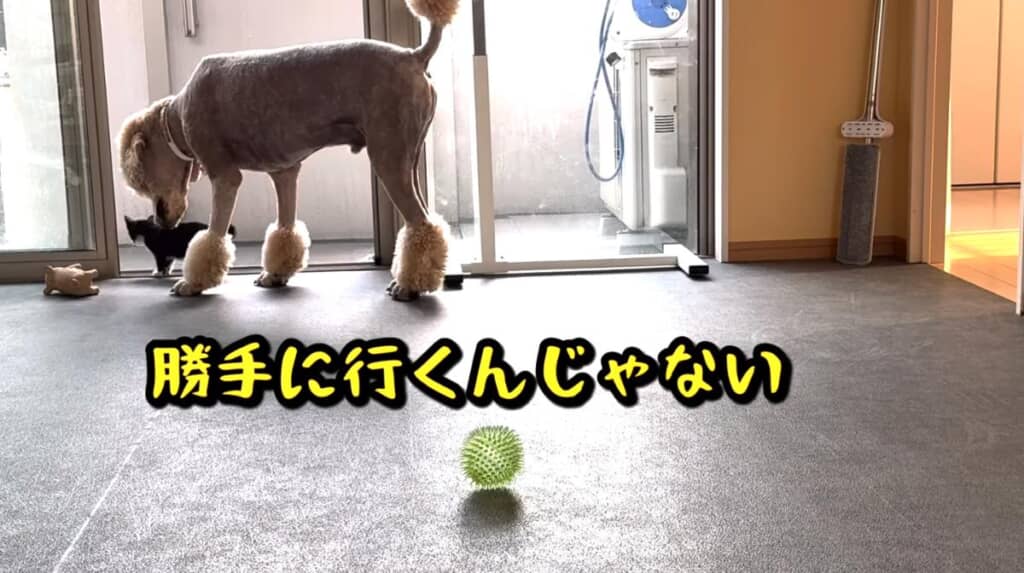 お守りをするバーニーくん