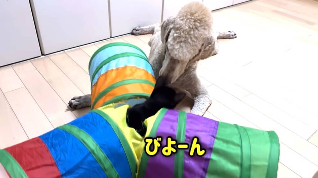 一緒におもちゃを破壊