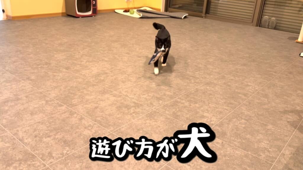 遊び方がもはや“犬”