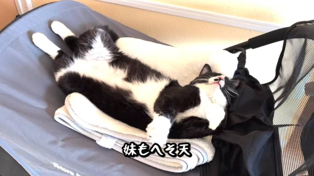 ヘソ天もバーニーくん譲り